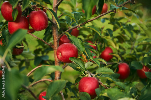 Apple tree with fruits growing in the garden, natural background