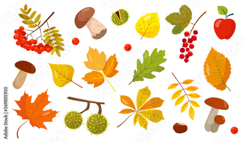 Set of elements for autumn design.