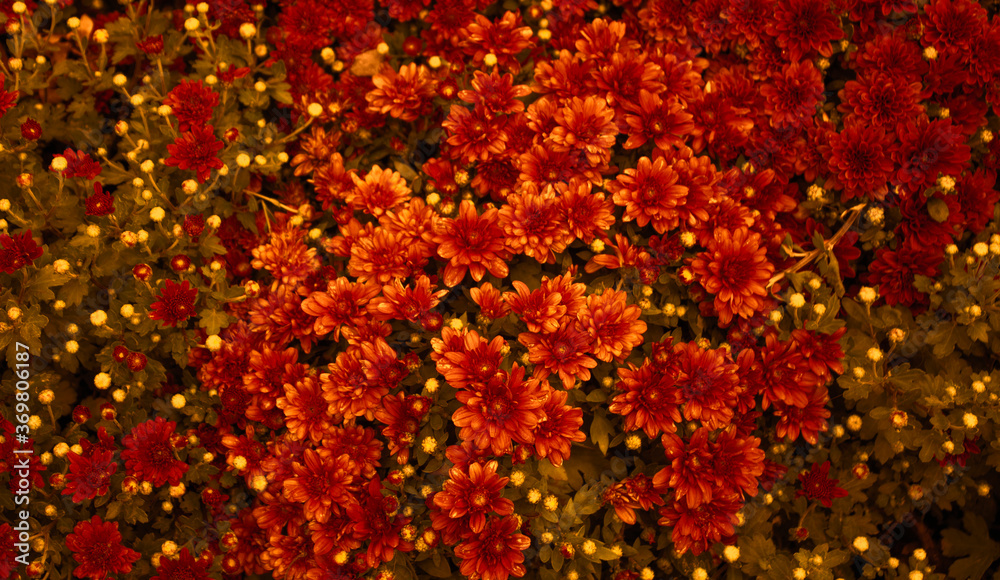 Red daisy flower. Flower in garden at sunny summer or spring day. Beautiful flower in tropical garden. Colorful flower. flower pattern. flower background Red daisy flower. Flower in garden at sunny summer or spring day. Beautiful flower in tropical garden. Colorful flower. flower pattern. flower background