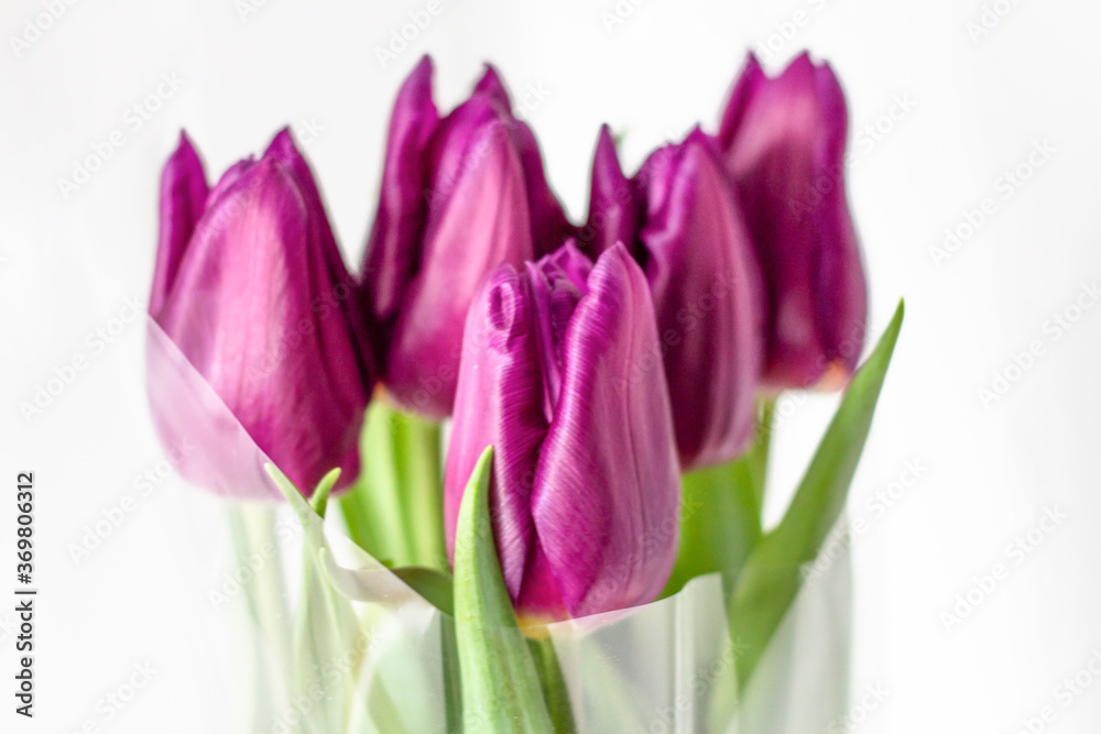 Tulips in a field of tulips. Bright tulips. Colorful tulips flower in the garden. Three beautiful tulips on a white background. copyspace Tulips in a field of tulips. Bright tulips. Colorful tulips flower in the garden. Three beautiful tulips on a white background. copyspace