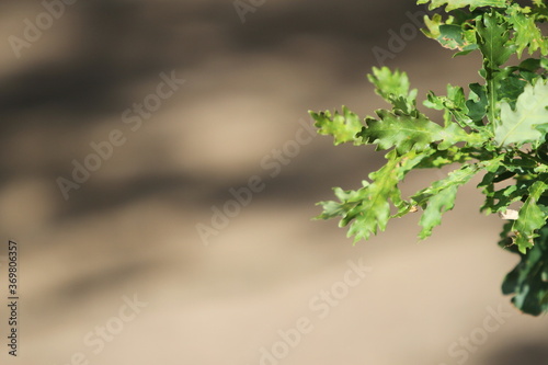 Green oak leaves of the sun on beige background