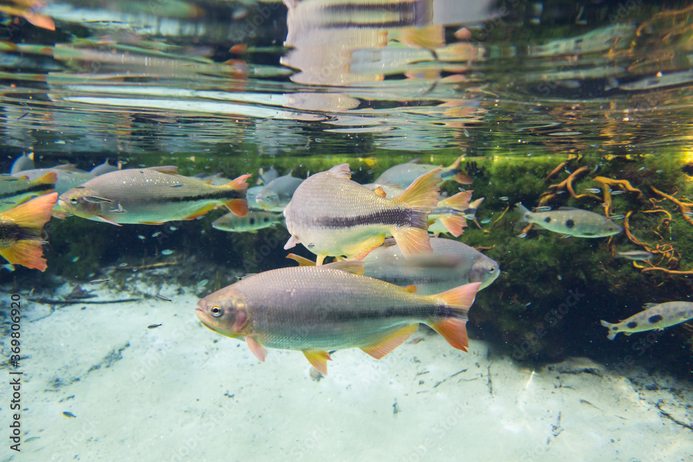 Φωτογραφία Diving at Salobra river with fishes piraputanga, piau, dourado and others - Nobr