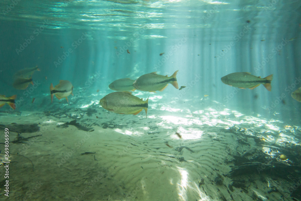 Φωτογραφία Diving at Salobra river with fishes piraputanga, piau, dourado and others - Nobr