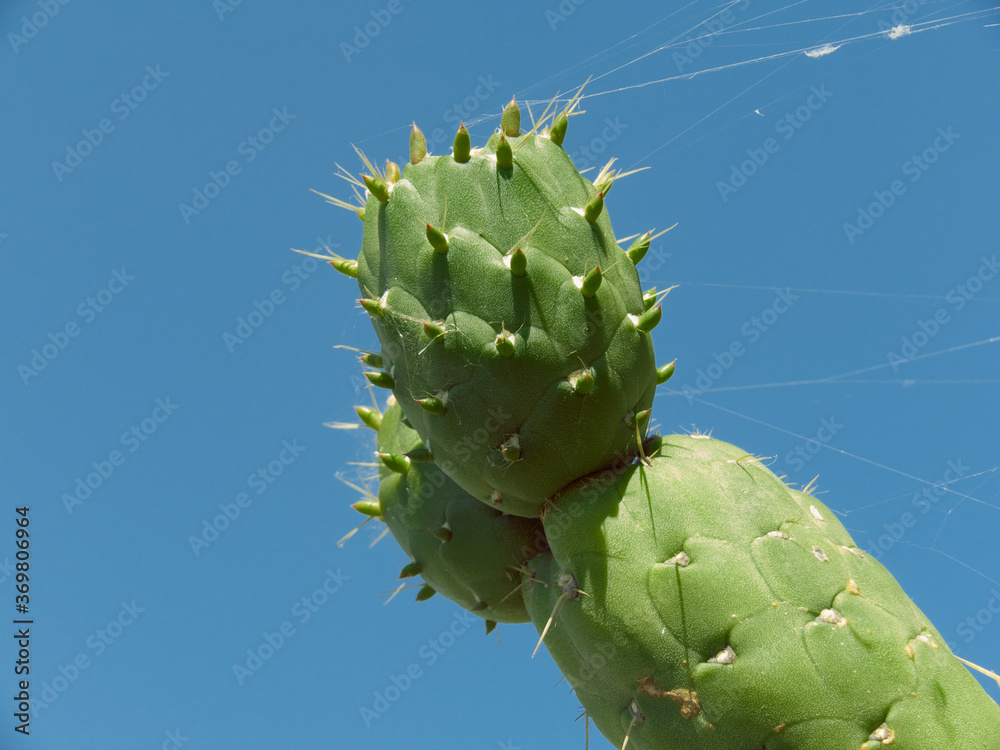 Φωτογραφία Close Up Unripe Fruits Prickly Pear A Traditional Food Of Sicily Agriculture