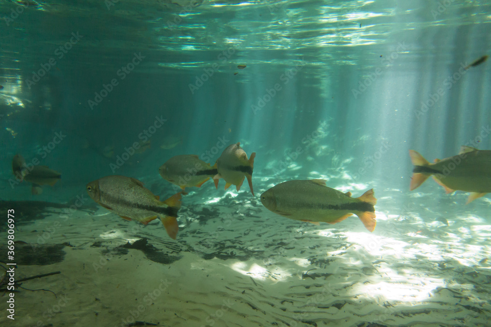 Φωτογραφία Diving at Salobra river with fishes piraputanga, piau, dourado and others - Nobr