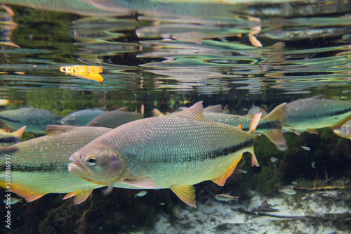 Diving at Salobra river with fishes piraputanga, piau, dourado and others - Nobres - MT - Brazil
