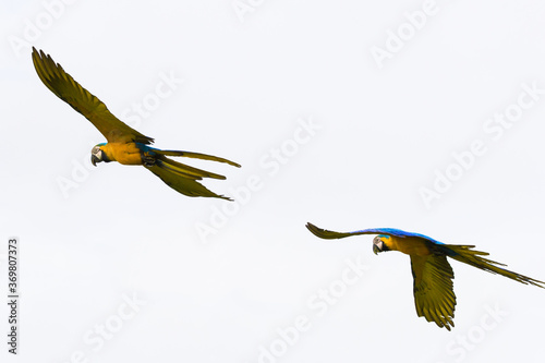 Brazilian Caninde Macaw flying- Mato Grosso State - Brazil