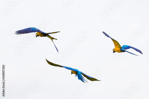Brazilian Caninde Macaw flying- Mato Grosso State - Brazil
