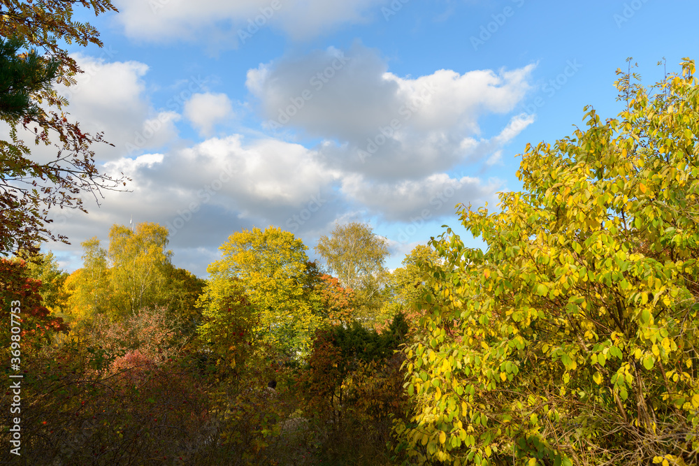 Scenic view of tall healthy autumn trees against blue and cloudy sky Scenic view of tall healthy autumn trees against blue and cloudy sky