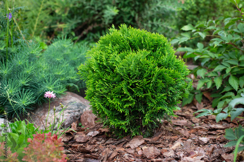 Fotografie Thuja occidentalis danica aurea cultivar in garden flowerbed with decorative lan