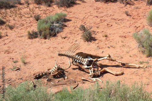 Carcass of an animal skeleton on the sand ground in californian desert, United Staes. © Sabrina