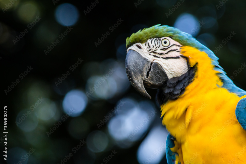 Brazilian Caninde Macaw - Mato Grosso State - Brazil Brazilian Caninde Macaw - Mato Grosso State - Brazil
