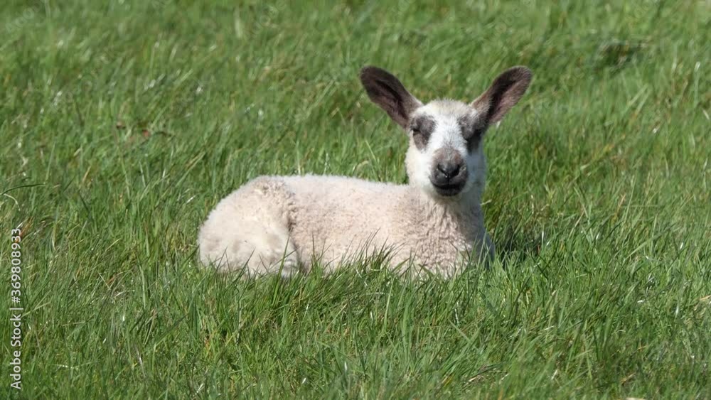 Sheep and lambs laying in the sun in a field in Ireland Sheep and lambs laying in the sun in a field in Ireland