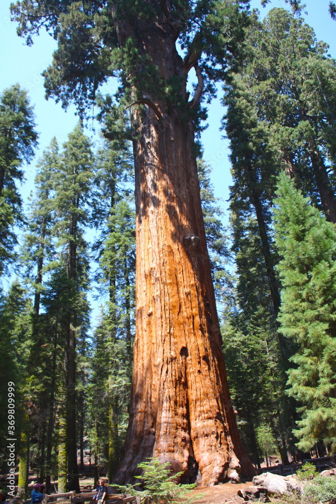Fototapeta premium Sequoia National Forest with green giants sequoias trees and beautiful blue sky, in California Sierra Nevada Mountains, United States.