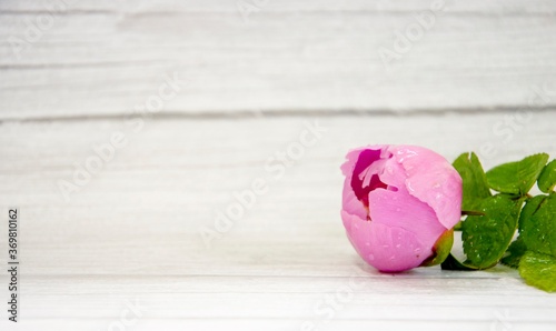 Luxury pink peony on the wooden talbe. In daylight. Background concept. photo