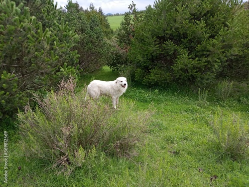sheep in the meadow © Yazmin