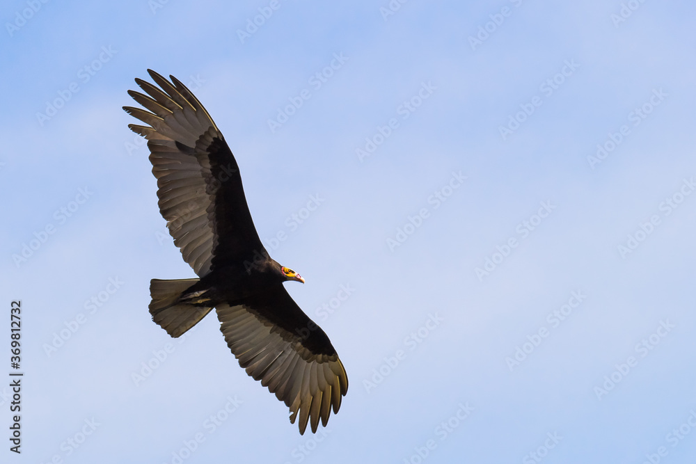 Fototapeta premium Lesser Yellow-headed Vulture flying at blue sky