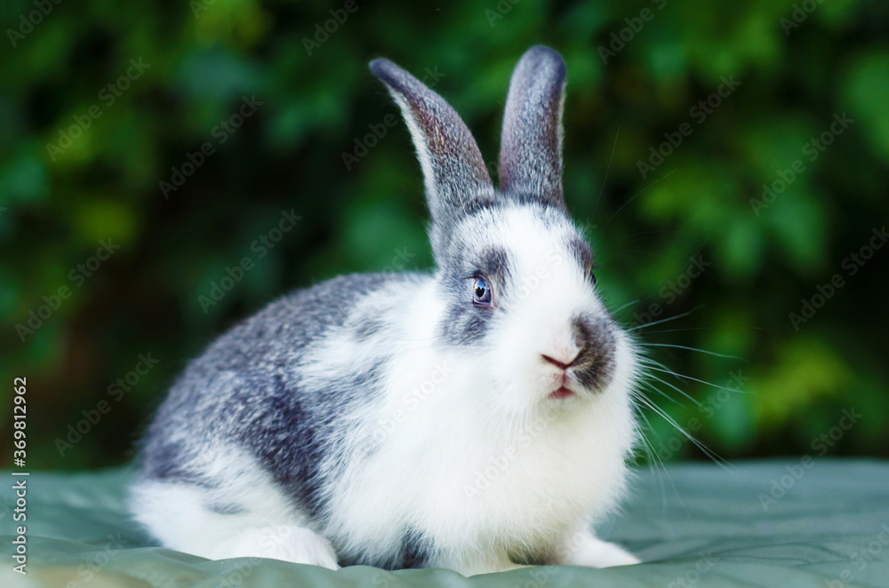cute little fluffy rabbit on green grass in the summer garden. grey and white color bunny. Easter symbol. domestic pet. postcard. card. portrait. closeup. cute little fluffy rabbit on green grass in the summer garden. grey and white color bunny. Easter symbol. domestic pet. postcard. card. portrait. closeup.