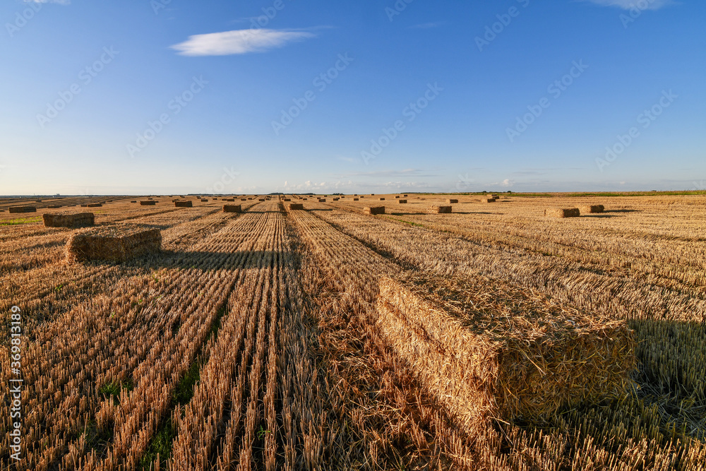 Close up of pressed straw bales in the field at sunset. Copy space. 
