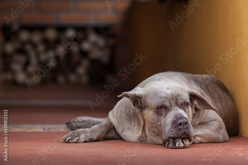 A big lazy dog ​​lying on the floor