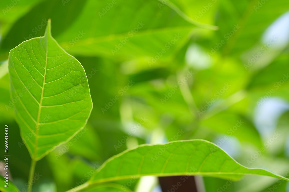Closeup nature view of green leaf on blurred greenery background in garden with copy space, natural green plants landscape, relaxing color & fresh atmosphere Closeup nature view of green leaf on blurred greenery background in garden with copy space, natural green plants landscape, relaxing color & fresh atmosphere