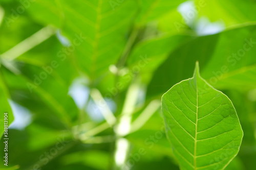 Closeup nature view of green leaf on blurred greenery background in garden with copy space, natural green plants landscape, relaxing color & fresh atmosphere