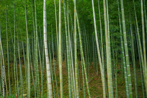 Fototapeta Naklejka Na Ścianę i Meble -  Bamboo forest in Kyoto, Japan