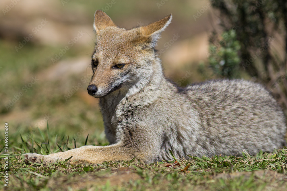 Graxaim, el Zorro de las Pampas (Pseudalopex gymnocercus) Graxaim, el Zorro de las Pampas (Pseudalopex gymnocercus)