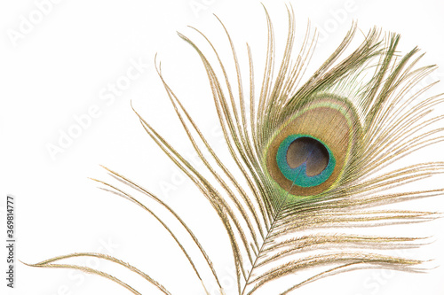 Peacock feather on white background.Close up
