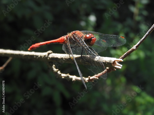 dragonfly on a branch