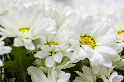 White chrysanthemum flowers.