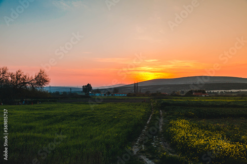 Rapeseed yellow field . Spring flowering tree against a sunset background of a hill with yellow rapeseed