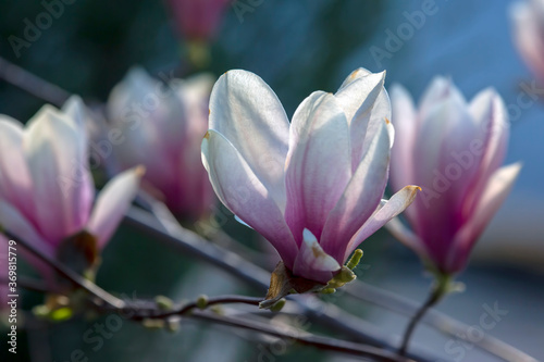 Light pink head of blooming spring magnolia flower. Botany and flowers