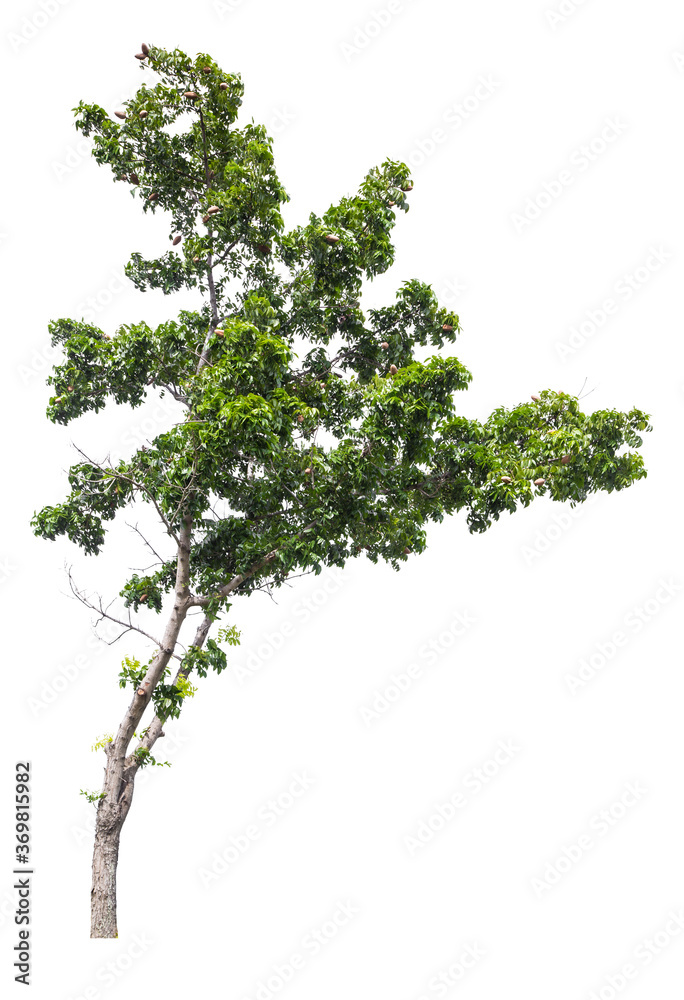 Beautiful green tree. Beautiful green tree.
