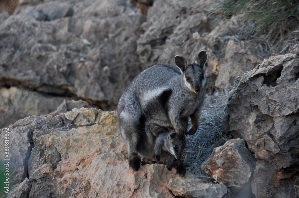 Black flanked rock wallaby with joey in the pouch. Unlike other kangaroos and wallabies, mothers may leave their young in a sheltered place while they feed. Black flanked rock wallaby with joey in the pouch. Unlike other kangaroos and wallabies, mothers may leave their young in a sheltered place while they feed.