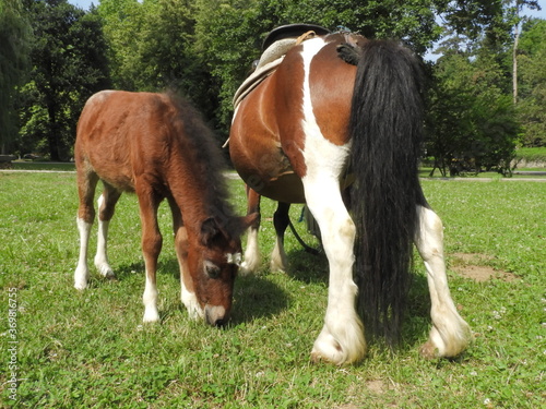 Young and adult horse eating grass on the field