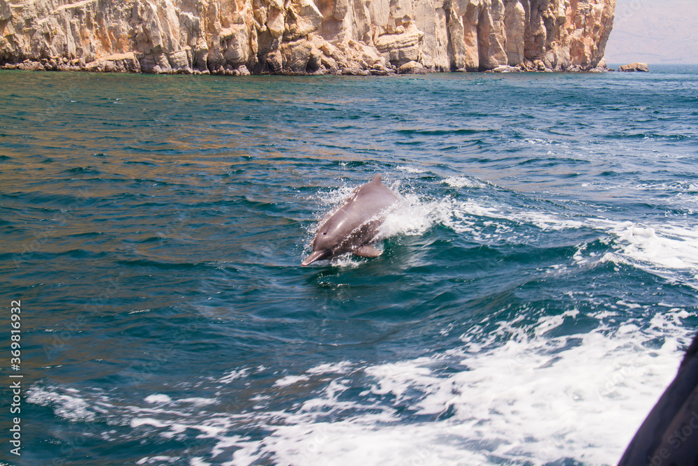 Bottlenose dolphins swim with a boat in the fjords of Oman at Khasab