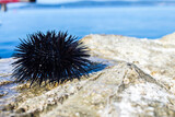 urchin on the beach