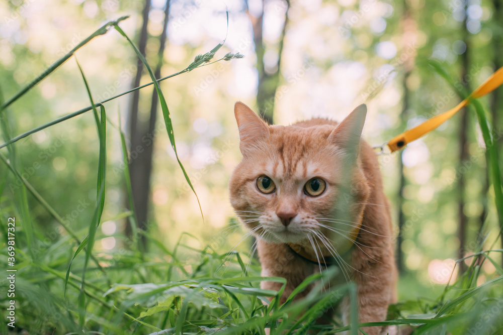 A red cat walks with the owner on a harness A red cat walks with the owner on a harness