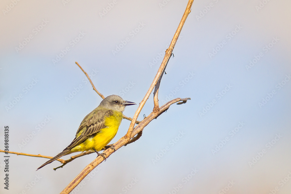 Φωτογραφία Tropical Kingbird - (Tyrannus melancholicus - .Vieillot, 1819)