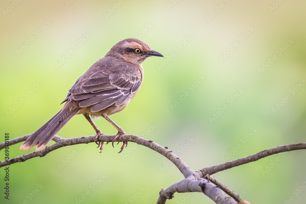 Chalk-browed Mockingbird - Mimus saturninus.(Lichtenstein, 1823)