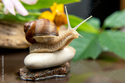 Helix pomatia. snail is actively crawling in nature. mollusc and invertebrate. delicacy meat and gourmet food.