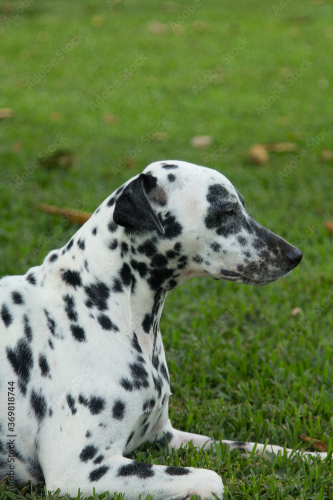 A beautiful dalmatian with black spots walks in the park in spring on a leash with the mistress. Walk with your pet