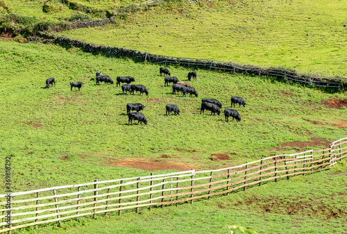 Touros bavos, na pastagem,  Ilha Terceira, Açores photo