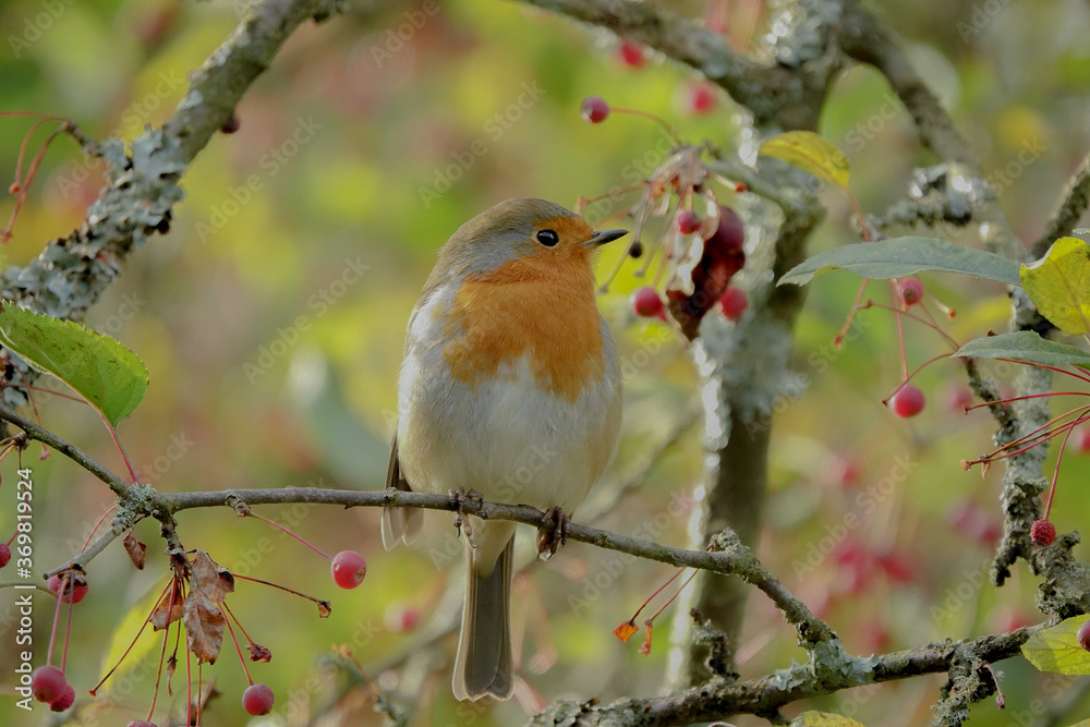 Fototapeta premium European Robin perched in a tree