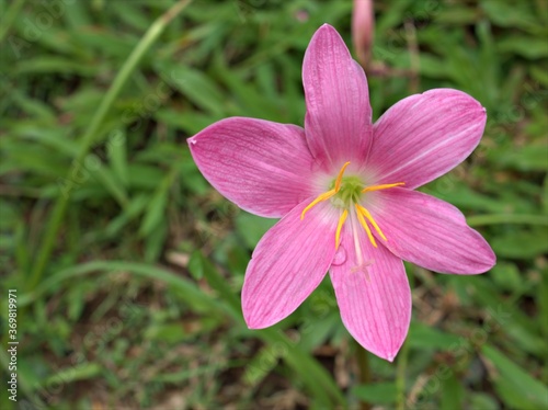 Closeup pink rain lily flower , habranthus in the garden with blurred background ,macro image ,sweet color 