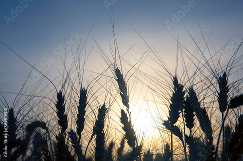 Silhouette of growing wheat close-up on the background of a sunny sunset. Agronomy and agriculture. Food industry.