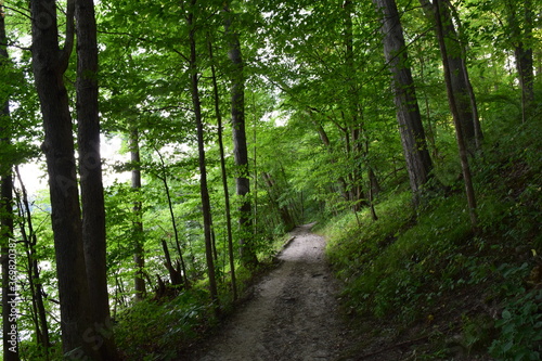 Summer landscape with lush green trees surrounding a narrow trail