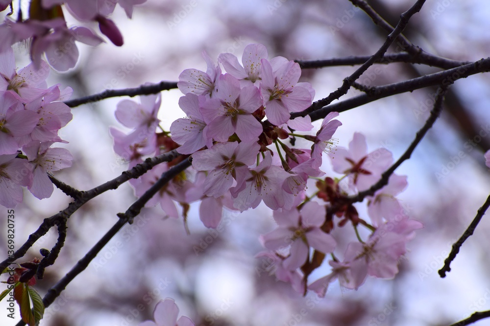 Closeup of pink Japanese cherry blossoms (Prunus serrulata)