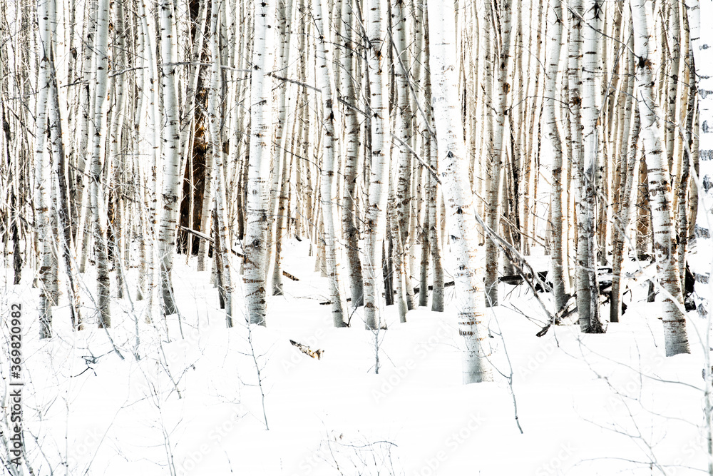 Fototapeta premium A grove of aspen trees near Crater Lake, Oregon